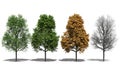 Acer platanoides (Four Seasons) Royalty Free Stock Photo