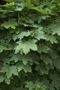 Acer platanoides fresh foliage