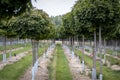 Acer platanoides Globosum, view into a tree nursery Royalty Free Stock Photo