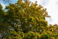 Acer platanoides leafage and samaras in autumn