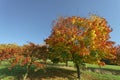 Acer platanoides, Norway maple in autumn, Hagen, Lower Saxony, Germany