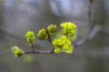 Acer platanoides Norway maple tree branches in bloom, springtime bright color green yellow flowering plant Royalty Free Stock Photo