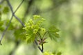 Acer platanoides Norway maple tree branches in bloom, springtime bright color green yellow flowering plant Royalty Free Stock Photo