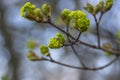 Acer platanoides Norway maple tree branches in bloom, springtime bright color green yellow flowering plant Royalty Free Stock Photo