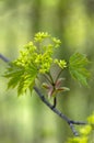 Acer platanoides Norway maple tree branches in bloom, springtime bright color green yellow flowering plant Royalty Free Stock Photo