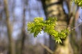 Acer platanoides Norway maple tree branches in bloom, springtime bright color green yellow flowering plant Royalty Free Stock Photo