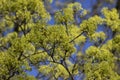 Acer platanoides Norway maple tree branches in bloom, springtime bright color green yellow flowering plant Royalty Free Stock Photo