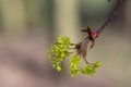 Acer platanoides Norway maple tree branches in bloom, springtime bright color green yellow flowering plant Royalty Free Stock Photo