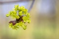 Acer platanoides Norway maple tree branches in bloom, springtime bright color green yellow flowering plant Royalty Free Stock Photo