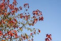 Acer platanum tree in autum Royalty Free Stock Photo