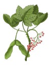 Acer Pseudoplatanus antique botanical engraving