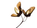 Acer pseudoplatanus, sycamore tree seeds, Isolated on white. Royalty Free Stock Photo