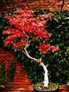 Acer purpureum bonsai tree Royalty Free Stock Photo