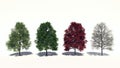 Acer rubrum (Four Seasons) Royalty Free Stock Photo