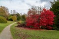 Acer rubrum 'October Glory' Maple Tree with Stunning Red Autumn Foliage in Park