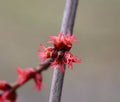 Acer saccharinum