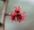 Acer saccharinum buds