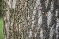 Acer saccharinum trunk