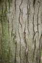 Acer saccharinum trunk