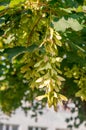 Acer seeds on the branch. The distinctive fruits are called samaras, maple keys, helicopters, whirlybirds or polynoses Royalty Free Stock Photo