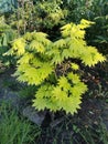 Acer shirasawanum Aureum in spring garden in May Royalty Free Stock Photo