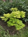 Acer shirasawanum Aureum in spring garden in May Royalty Free Stock Photo