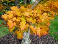 Acer Shirasawanum cv Aureum Royalty Free Stock Photo