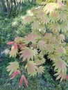 Acer shirasawanum Moonrise in spring garden in May Royalty Free Stock Photo