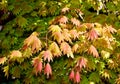 Acer shirasawanum 'Moonrise' growing in a pot Royalty Free Stock Photo