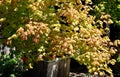 Acer shirasawanum 'Moonrise' growing in a pot Royalty Free Stock Photo