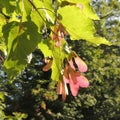 Acer tataricum