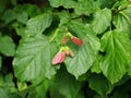 Acer tataricum, known as Tatar maple Royalty Free Stock Photo