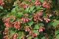 Acer tataricum, Tatar maple, Tatarian maple foliage and fruit