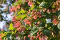 Acer tataricum, Tatar maple, Tatarian maple foliage and fruit Royalty Free Stock Photo