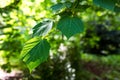 Acer tegmentosum leaves shined by the light of the sun