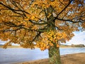 Acer tree - Acer pseudoplatanus. Sycamore maple in golden colors in autumn season Royalty Free Stock Photo