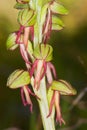 Acera antropophorum.Wild orchid