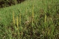 Aceras anthrophorum, Man Orchid whole plants with flowers in grass field