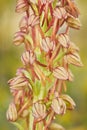 Aceras antropophorum, Man orchid, Gargano in Italy. Flowering European terrestrial wild orchid, nature habitat. Beautiful detail