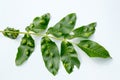 Aceria erinea species of mite which causes galls on leaves of walnut Juglans regia. View of upper part of walnut leaf affected by Royalty Free Stock Photo