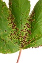 Aceria macrorhynchus infection on acer leaf Royalty Free Stock Photo