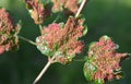 Aceria myriadeum is a species of mites in the family Eriophyidae and genus Aceria on the leaves of the field maple Royalty Free Stock Photo