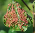 Aceria myriadeum is a species of mites in the family Eriophyidae and genus Aceria on the leaves of the field maple Royalty Free Stock Photo