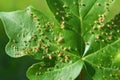 Aceria myriadeum is a species of mites in the family Eriophyidae on the leaves of the field maple (Acer campestre Royalty Free Stock Photo