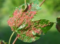 Aceria myriadeum is a species of mites in the family Eriophyidae on the leaves of the field maple (Acer campestre Royalty Free Stock Photo