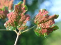 Aceria myriadeum is a species of mites in the family Eriophyidae on the leaves of the field maple (Acer campestre Royalty Free Stock Photo