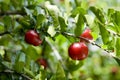 Acerola Royalty Free Stock Photo