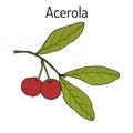 Acerola, or Barbados cherry, medicinal plant Royalty Free Stock Photo