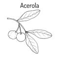 Acerola, or Barbados cherry, medicinal plant Royalty Free Stock Photo