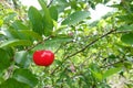 Acerola cherry - Acerola small cherry fruit on the tree. Acerola cherry is high vitamin C and antioxidant fruits. Selective focus